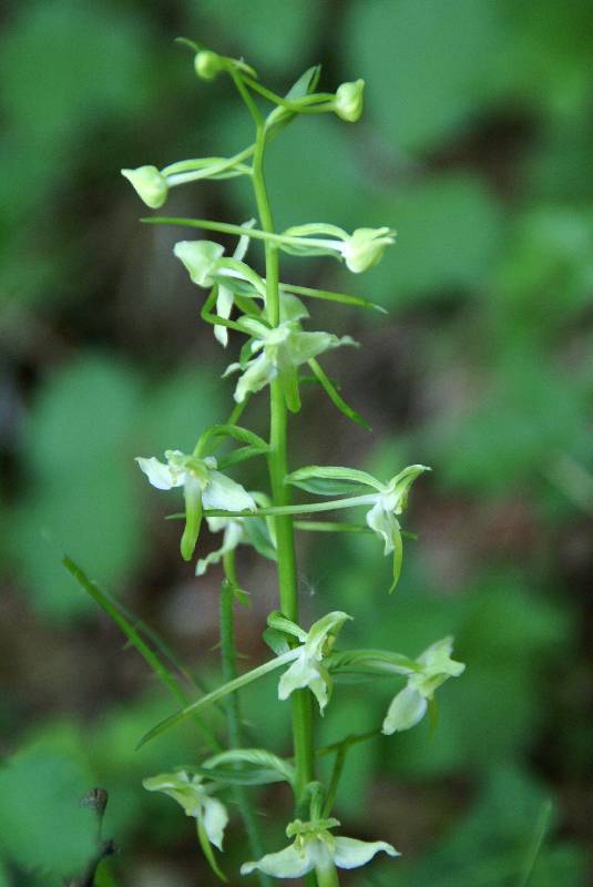 Unser Orchideenpark Bild Nr.089